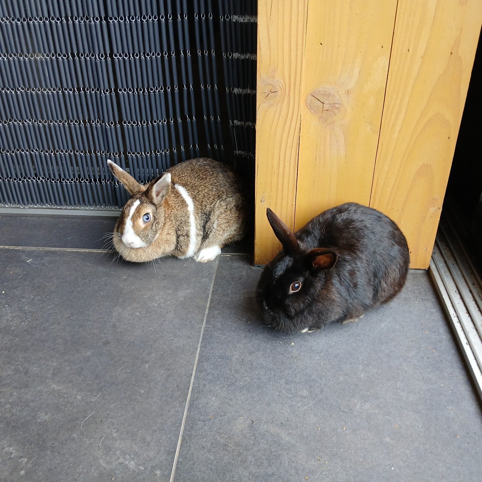 2x konijn voedster zwart bruin/wit, Februari, Vrouwelijk, Overige typen, Tam