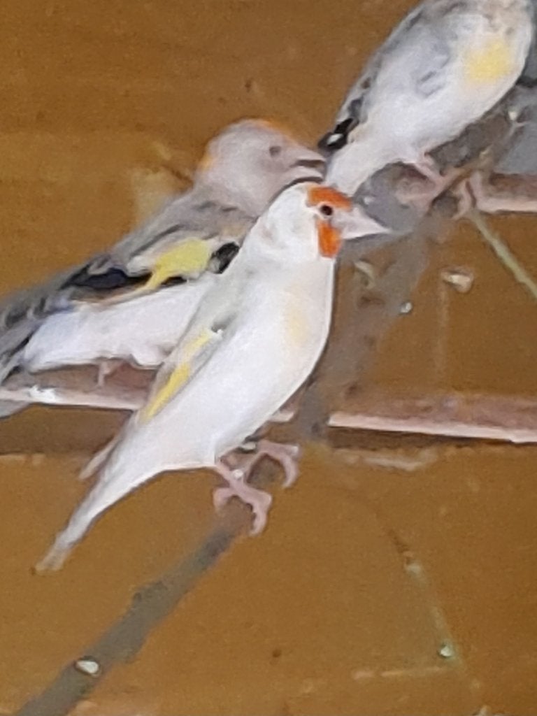 Putters, Dieren en Toebehoren, Meerdere dieren, Wildzangvogel