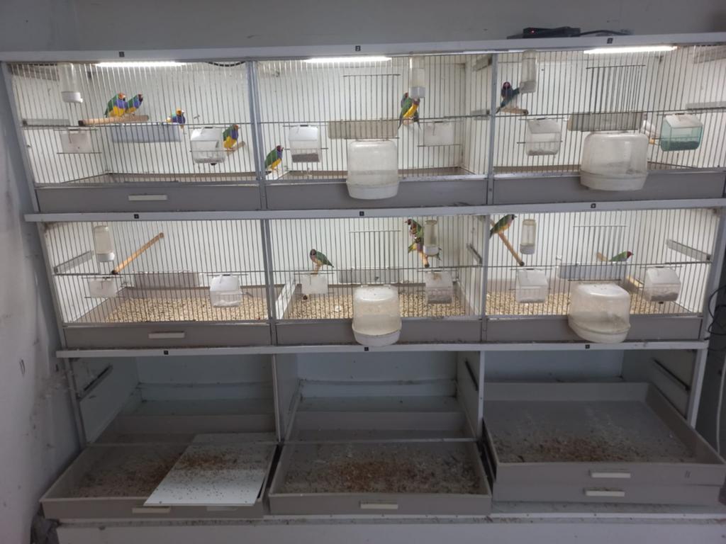 Broedkooien en gouldamadines, Meerdere dieren
