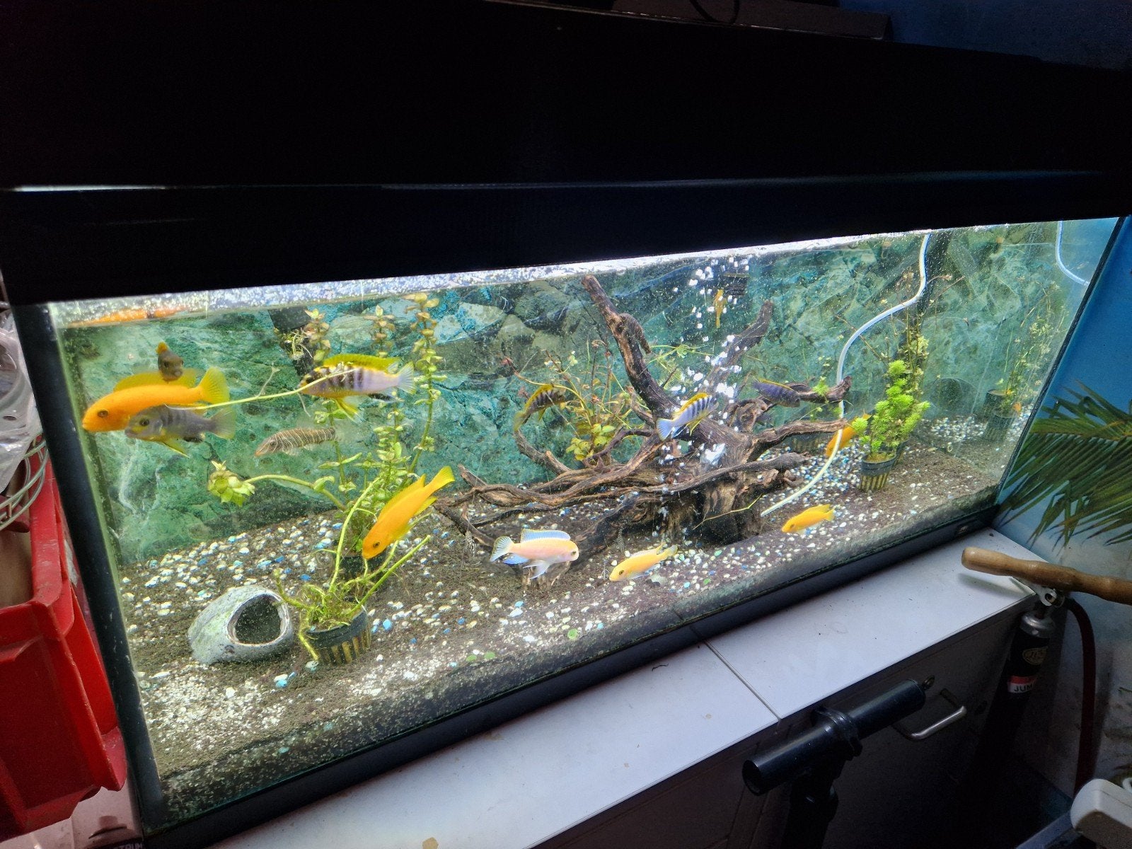 Aquarium compleet zoetwater, Ophalen of Verzenden