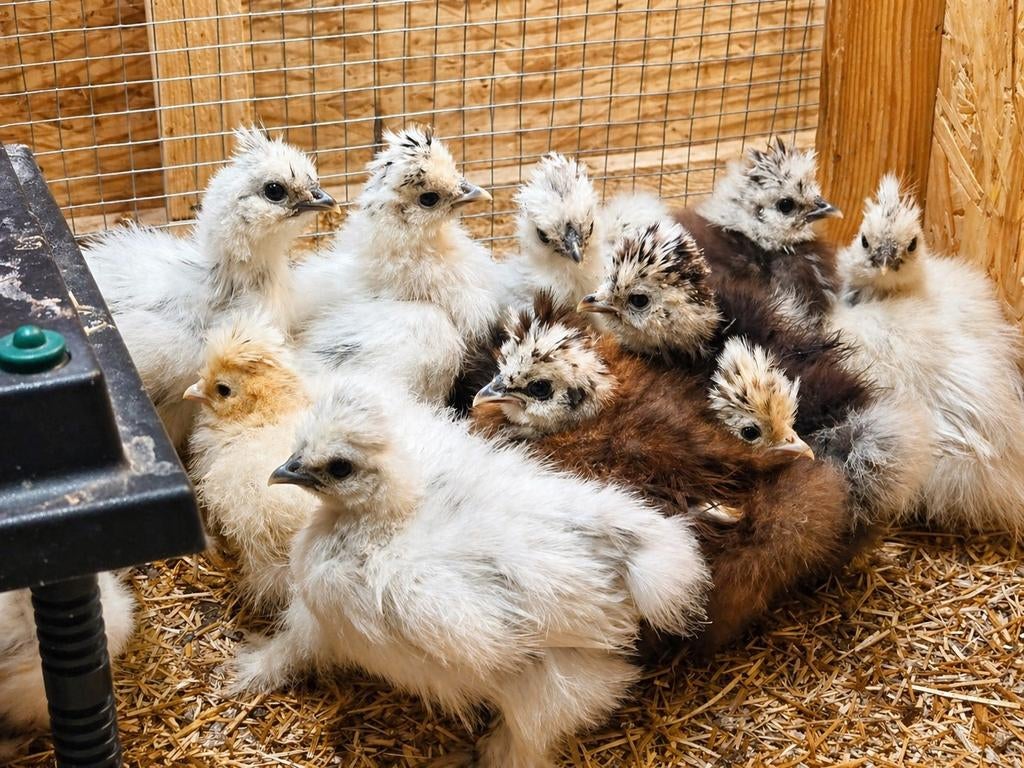 Zijdehoen hen kuikens 5 weken, Dieren en Toebehoren, Pluimvee