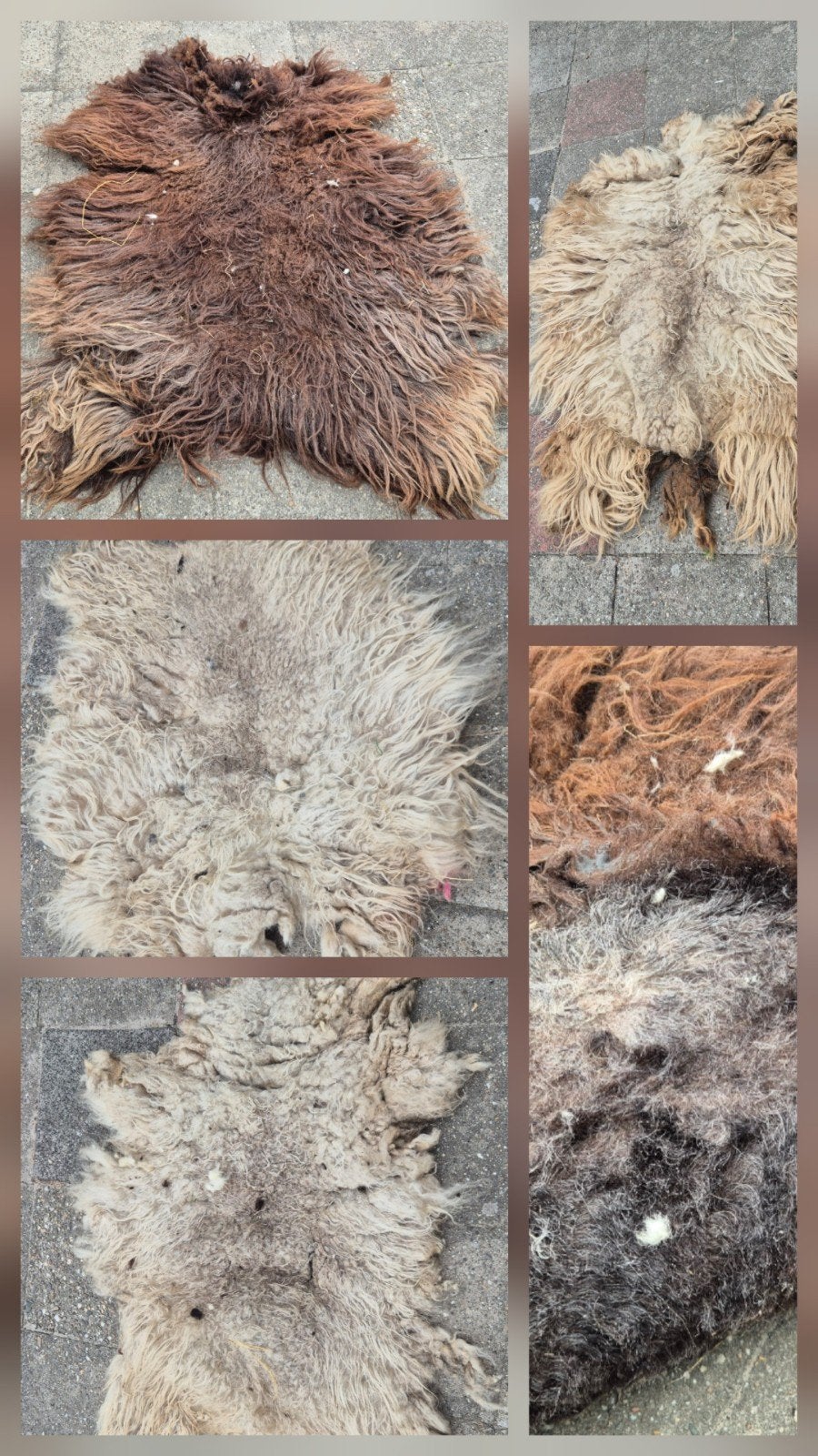 Natuurlijke ruw Schapenvacht - Diverse Kleuren en Maten, Meerdere dieren, Schaap