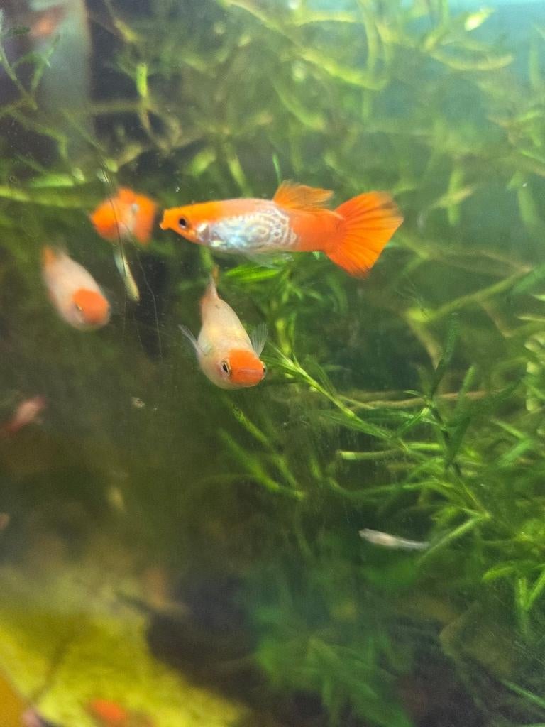 10 baby red head snakeskin guppen voor €10 raszuiver, Vis, Zoetwatervis, Schoolvis