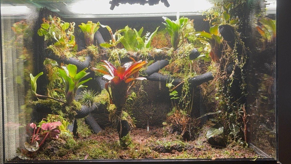 Prachtig compleet kikkerterrarium 60x50x50 met onderkast Frog photo 2