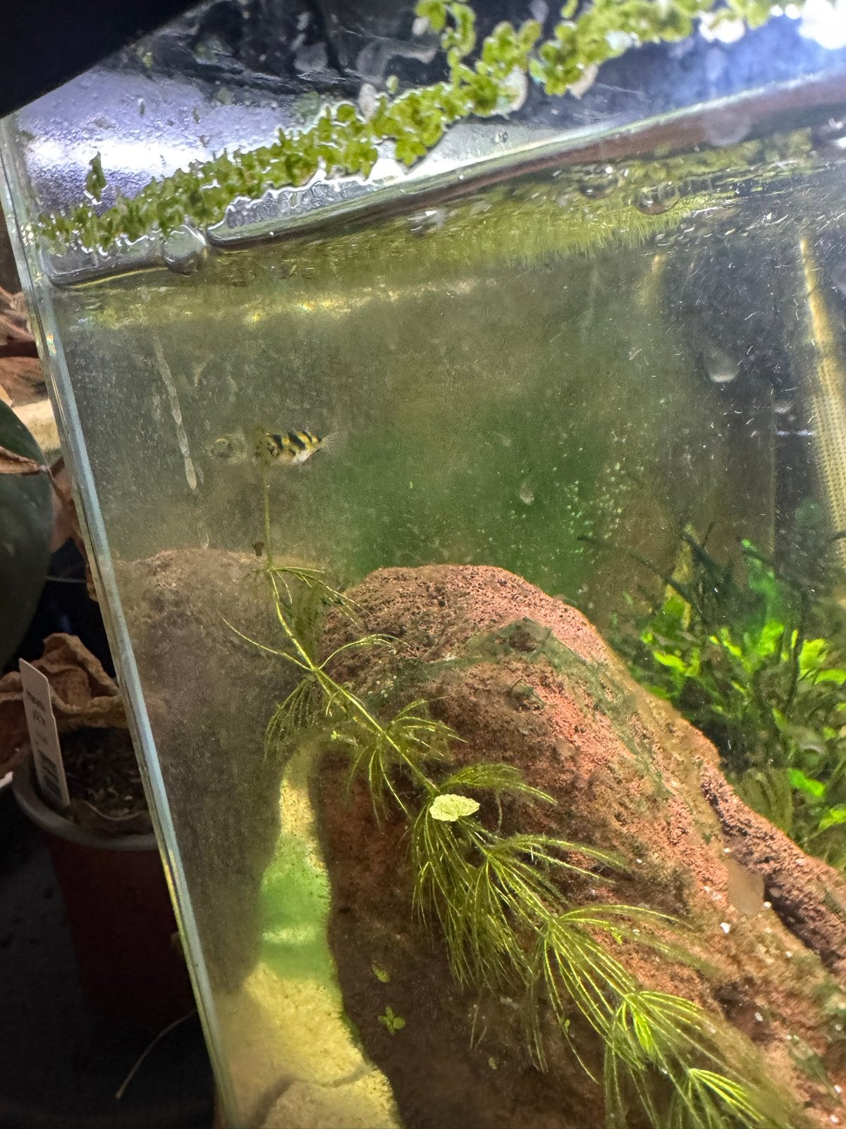 Jonge amazone kogelvis, Dieren en Toebehoren, Vissen | Aquariumvissen