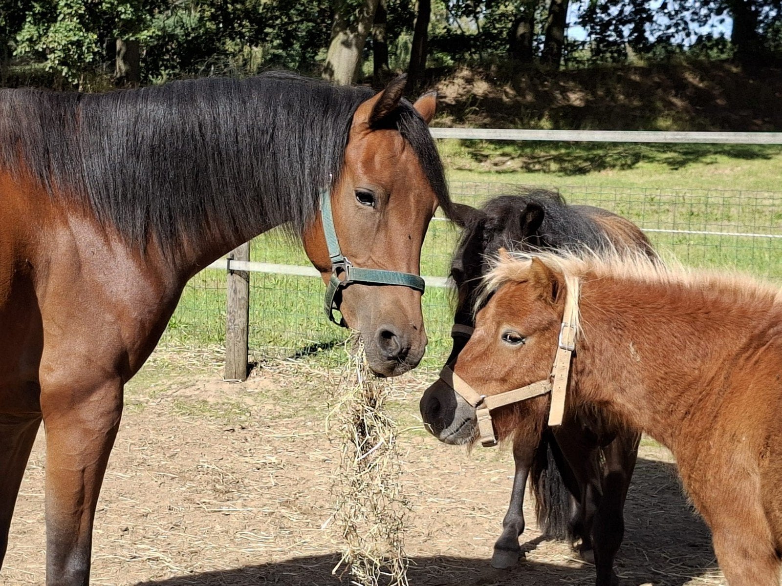 Foto 17 van 2 brave shetlander ruintjes! 🩵🩵 2 jaar oud