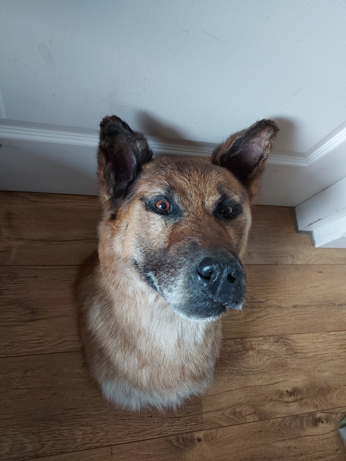 opgezette kop hond taxidermy dog schedel curiosa herder hert, Ophalen, Hond of Kat, Gewei of Kop