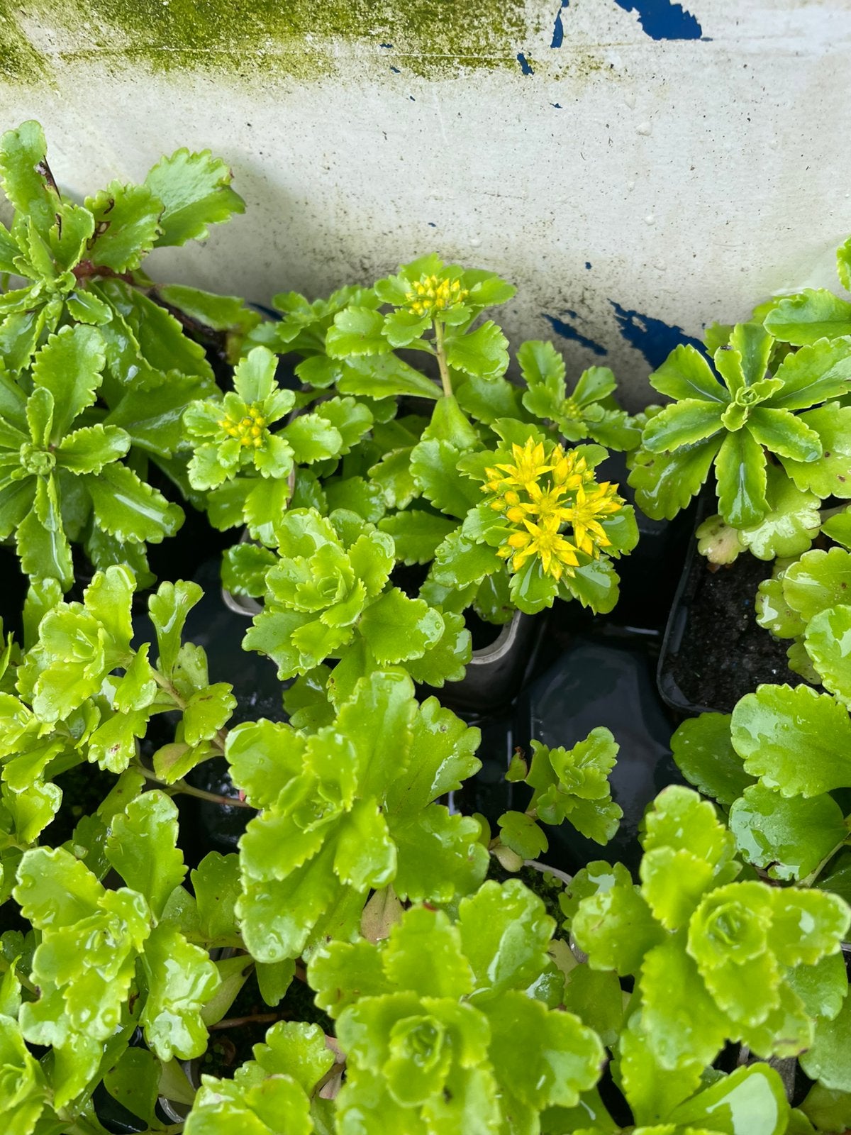 Vetkruid (Sedum) - Bodembedekker voor zon en halfschaduw, Ophalen, Bodembedekkers, Volle zon, Vaste plant