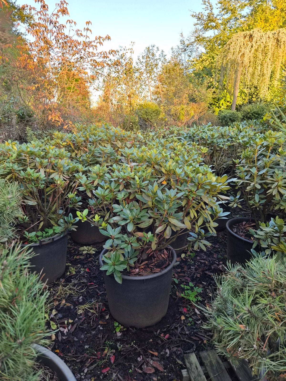 Rhododendron Kokardia 80-100cm - Prachtige lila kleur bloem, Vaste plant, Halfschaduw, Lente, Ophalen