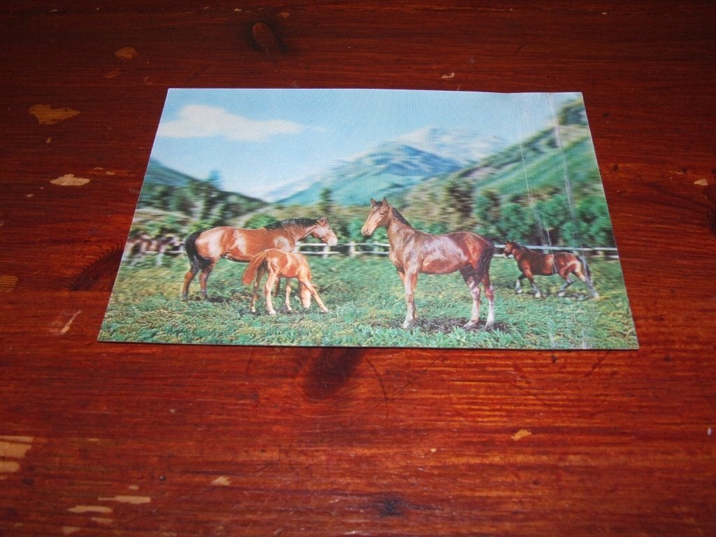 A144- 3D Ansichtkaart met Paarden - Beschadiging rechts, Ophalen of Verzenden, 1960 tot 1980, Ongelopen, Paard