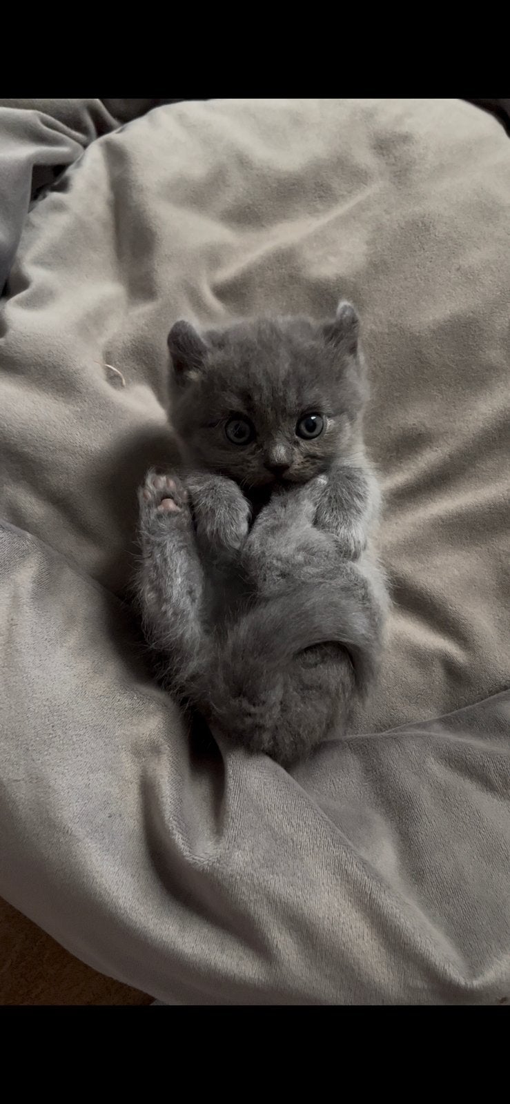 britse kort/langhaar kittens, Kater, 0 tot 2 jaar