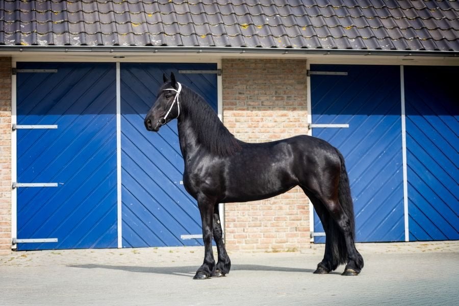 Grote en goed bewegende Friese STER merrie drachtig, Dieren en Toebehoren, Merrie, Met stamboom, Niet van toepassing, 3 tot 6 jaar