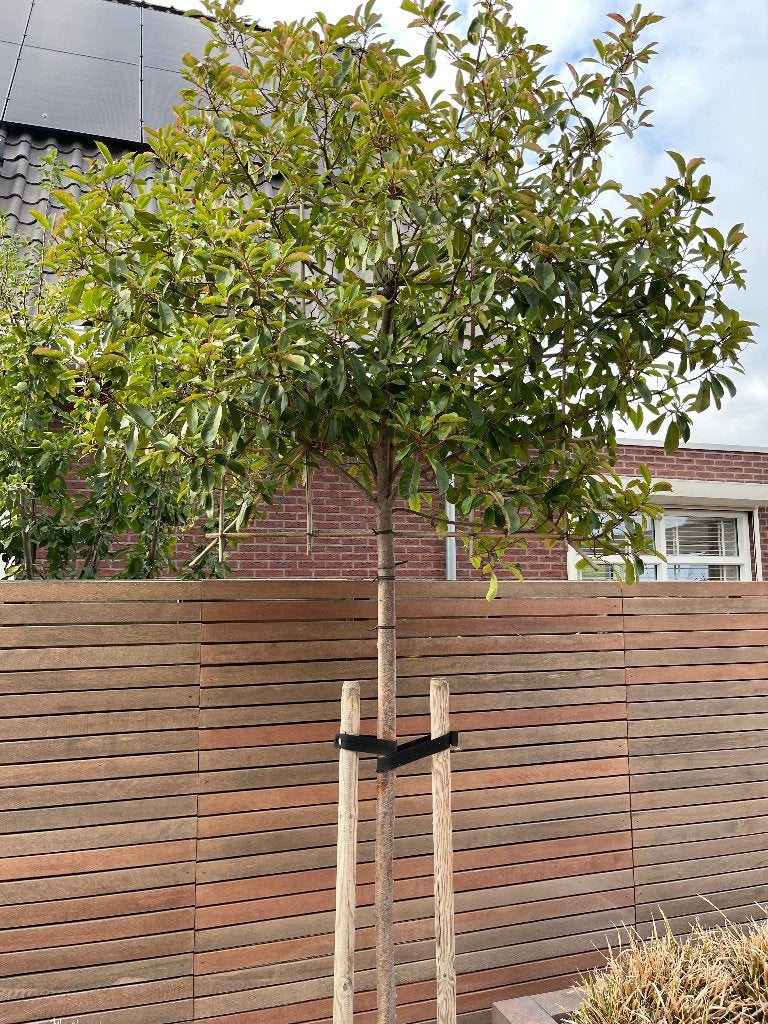 Leiboom Photinia fraseri 'Red Robin' - 2 stuks, Leiboom, Lente, 250 tot 400 cm, Ophalen