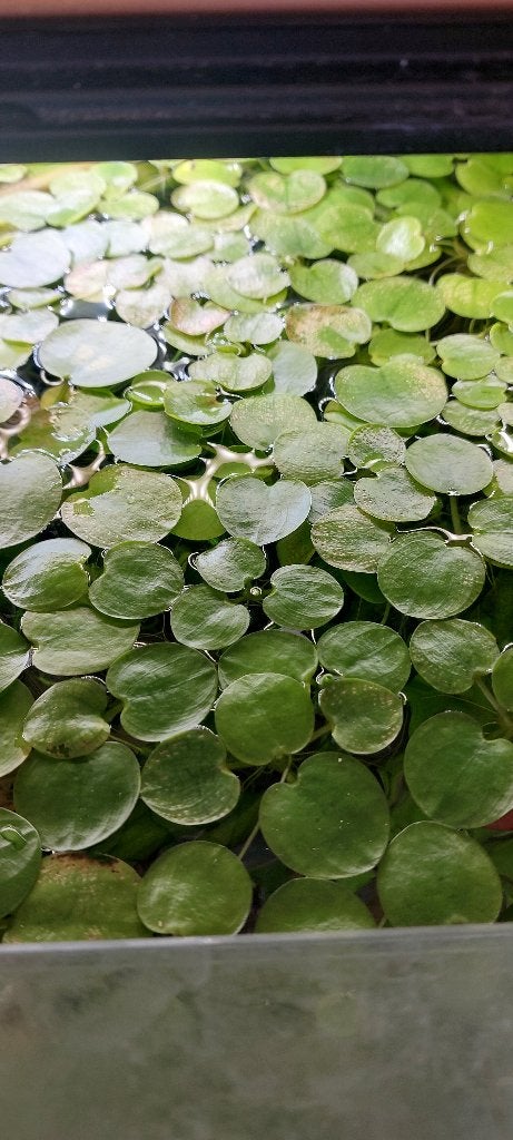 Diverse quariumplanten, Ophalen of Verzenden, Nieuw, Plant(en), Steen of Hout