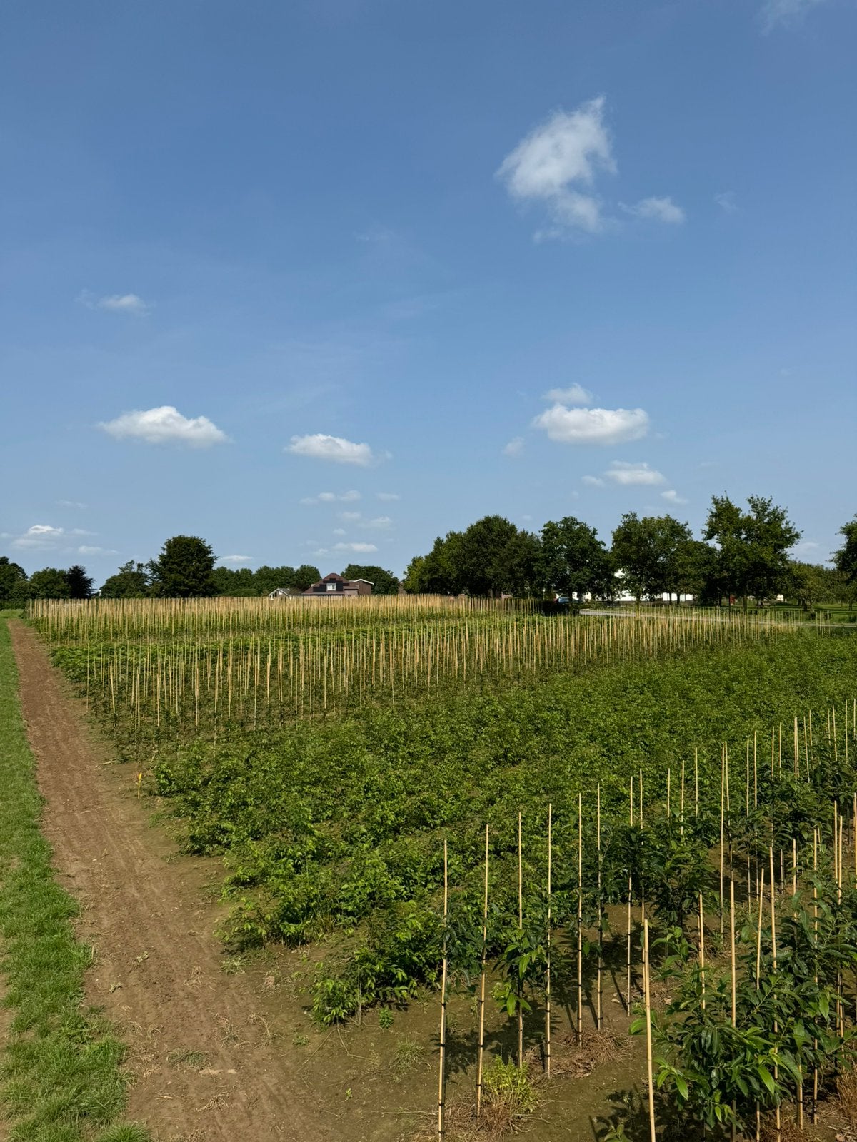 Geheel assortiment bomen te koop, Ophalen
