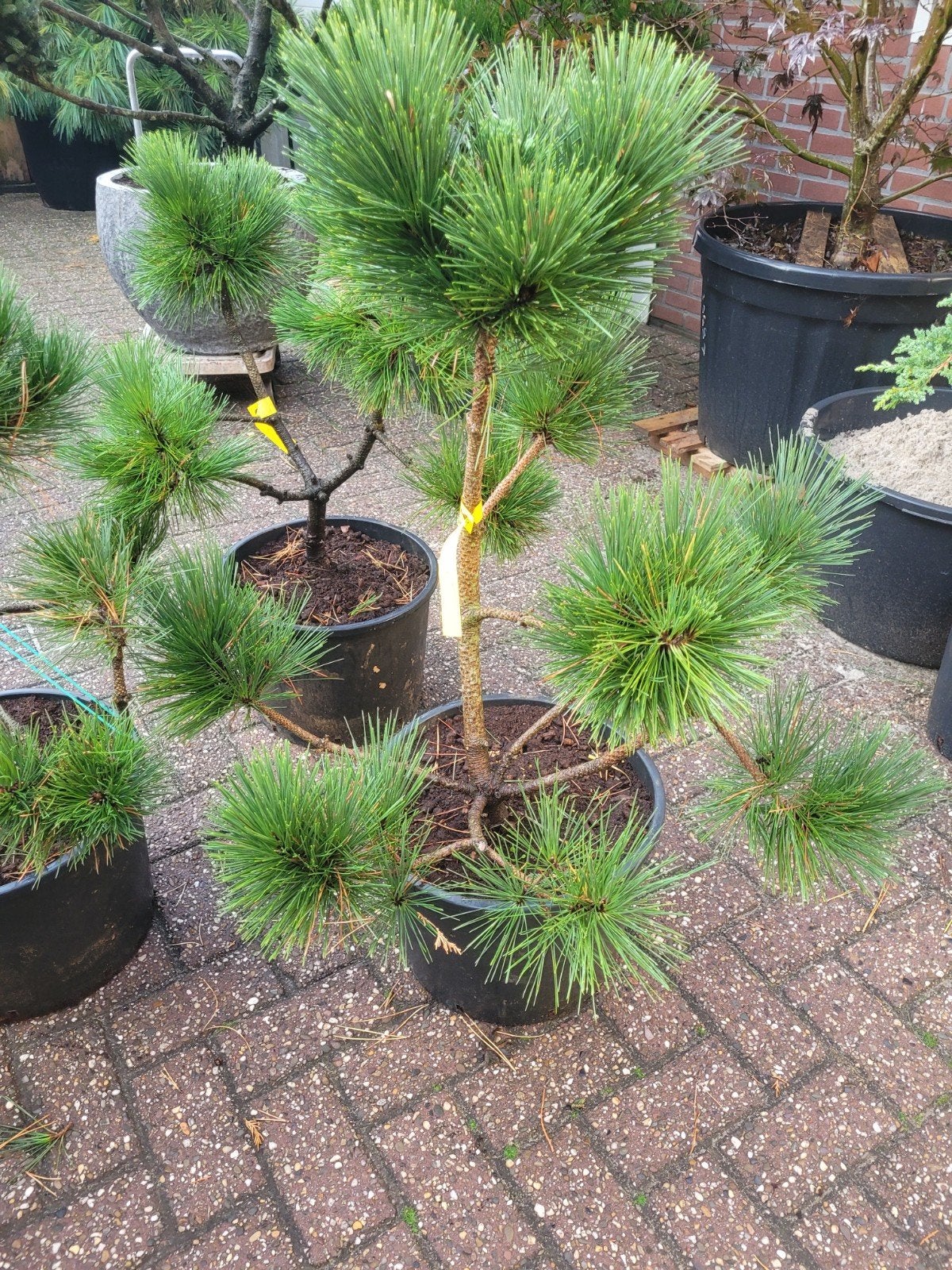Pinus Pon Pon - Japanse Zwarte Den (5 stuks), Volle zon, Vaste plant, Bloeit niet, Ophalen