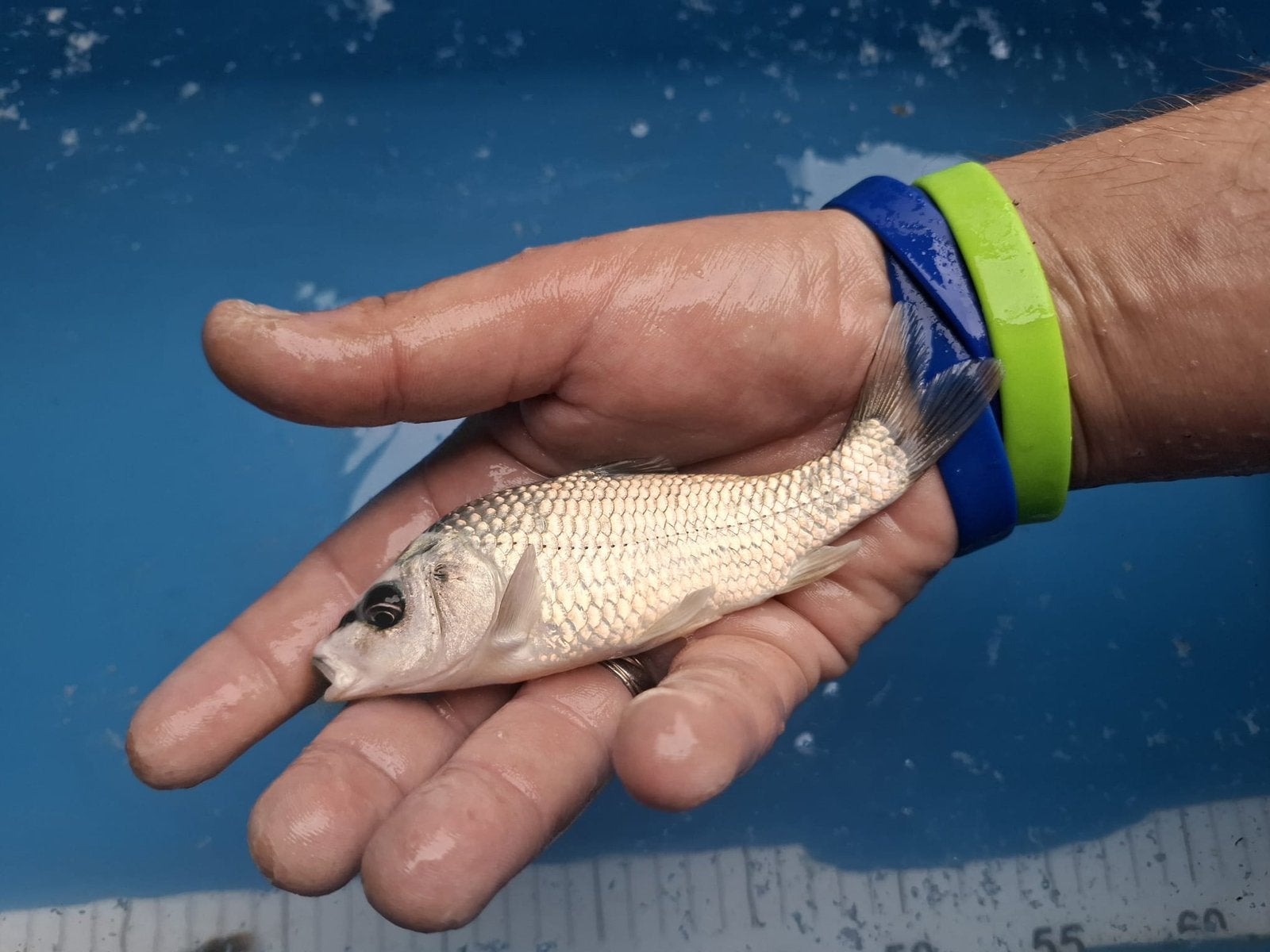 Jonge koi karper, Karper of Koi
