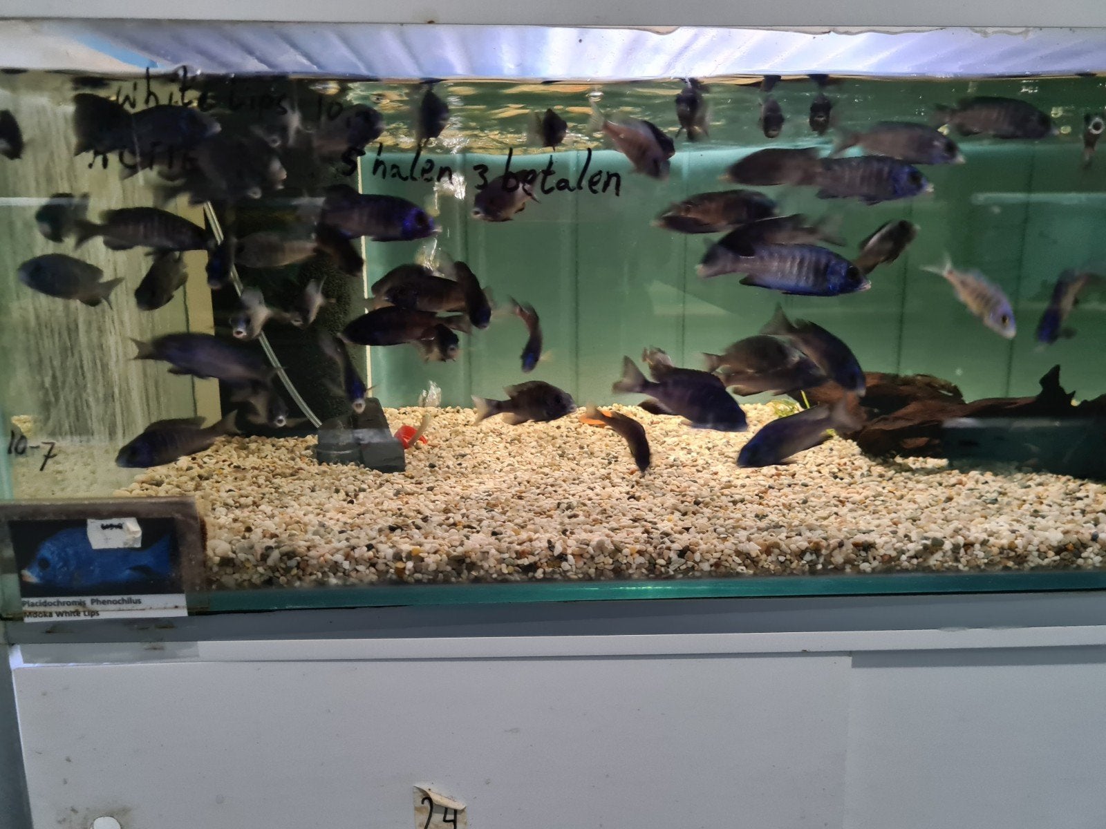 Placidochromis Phenochilus Mdoka White Lips Malawi Cichliden, Vis, Zoetwatervis