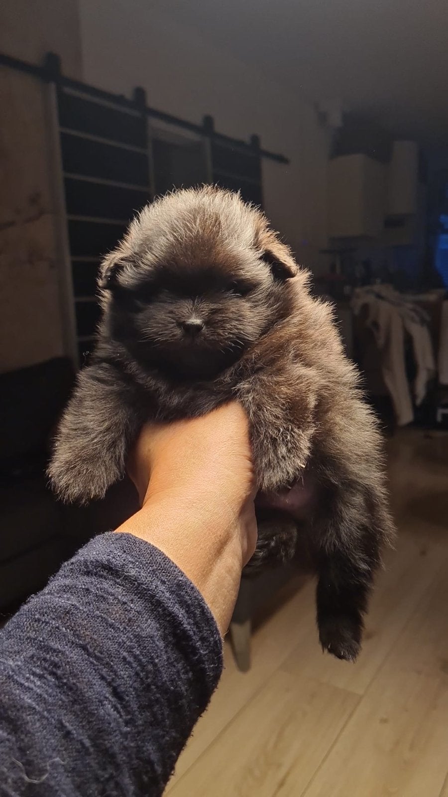 Dweergkees pomeranian puppys te koop, Keeshond, CDV (hondenziekte), 8 tot 15 weken, Meerdere