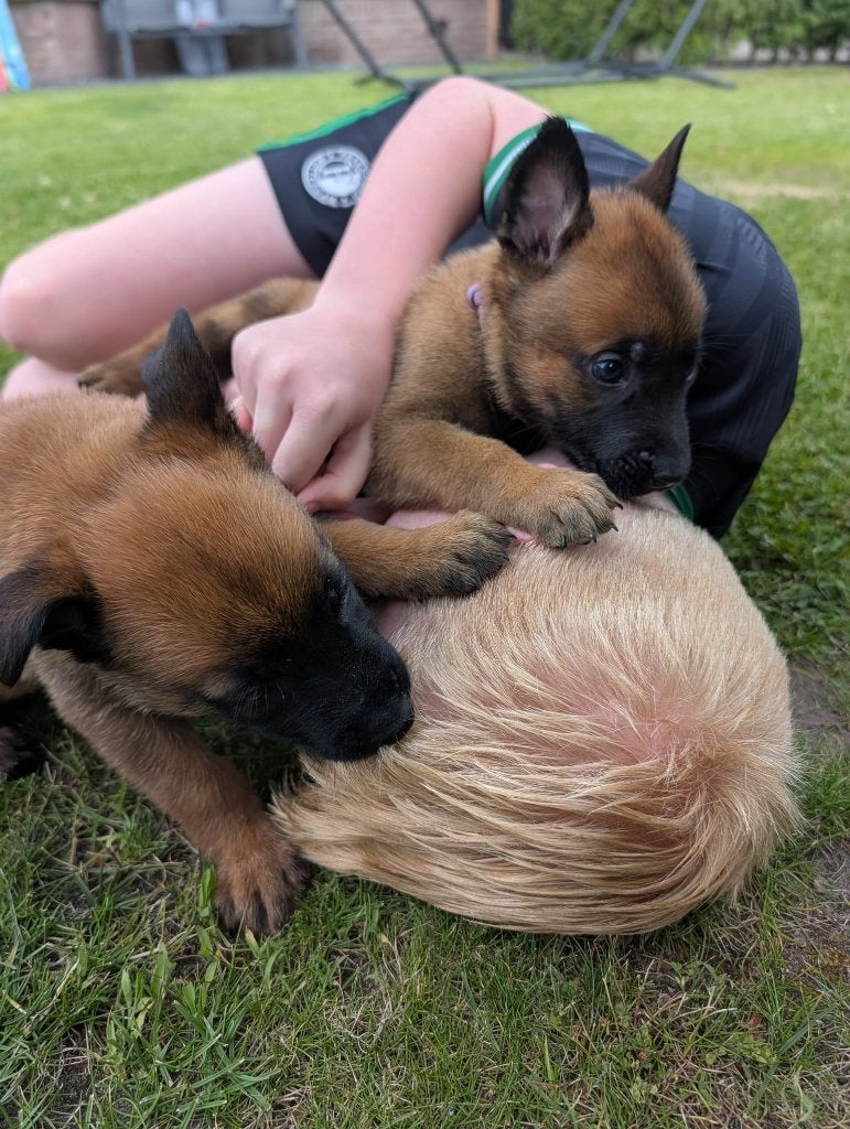 Mechelse Herder pup te koop, Dieren en Toebehoren, Honden | Herdershonden en Veedrijvers, Parvo, 8 tot 15 weken, Meerdere, Meerdere dieren