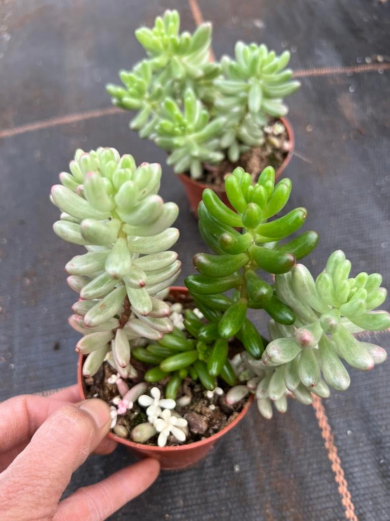 Sedum jelly, Ophalen of Verzenden, Halfschaduw, Minder dan 100 cm