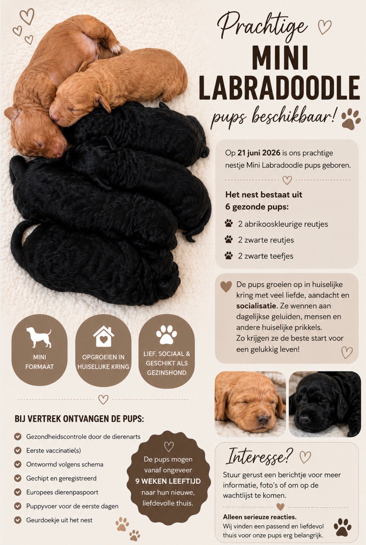 Mini labradoodle pups, 8 tot 15 weken, Parvo, Meerdere, Meerdere dieren