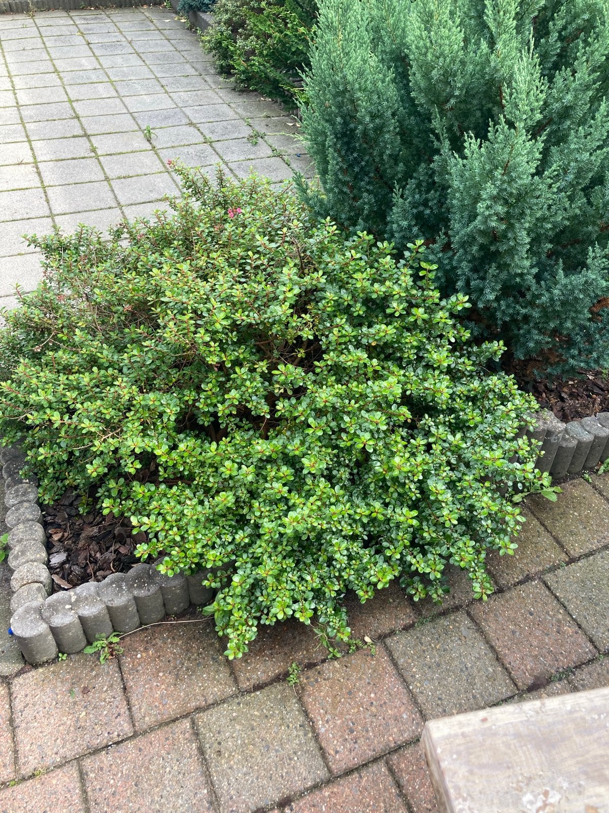 Foto 8 van Diverse Vaste Tuinplanten - Groenblijvend en Onderhoudsvrien