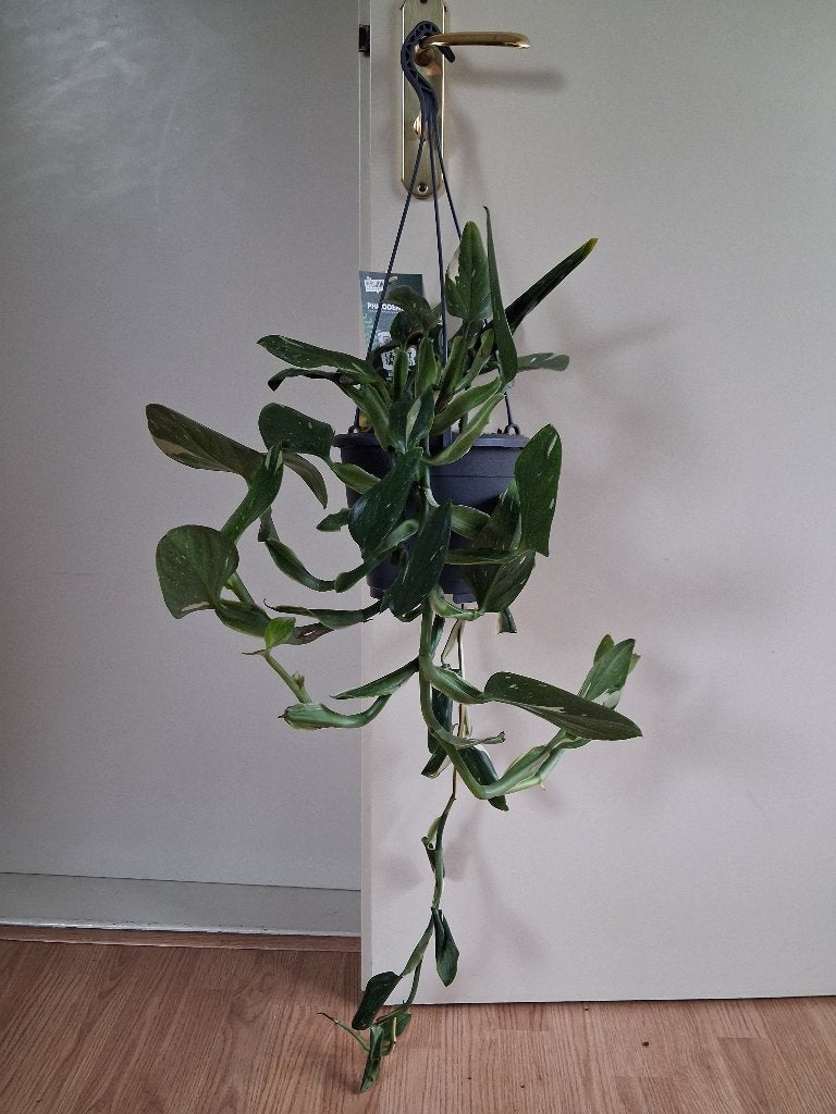 Monstera Standleyana/Philodendron Cobra - ZELDZAME Hangplant, Ophalen, Overige soorten, Halfschaduw, Minder dan 100 cm