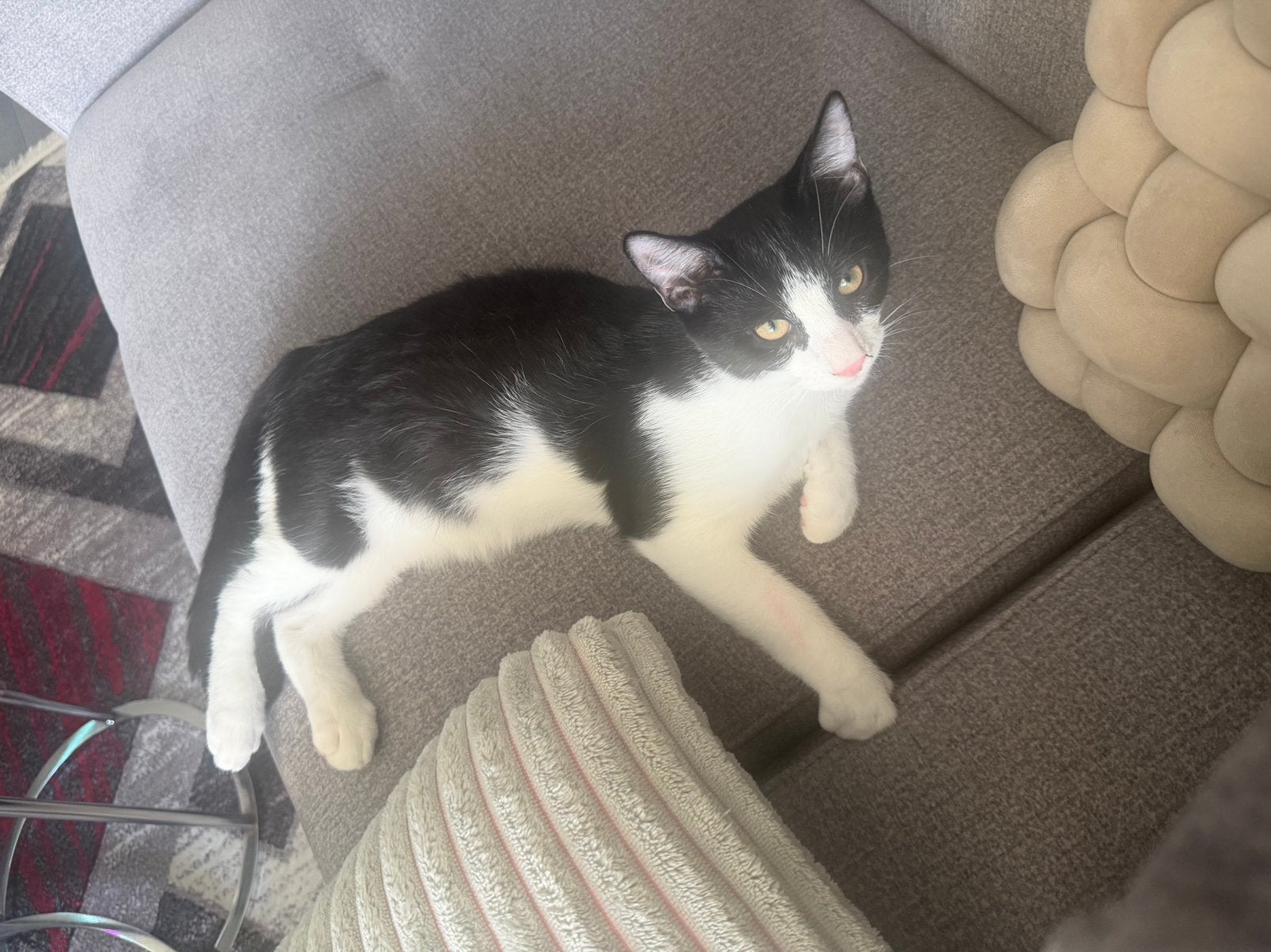 Katkat, Kater