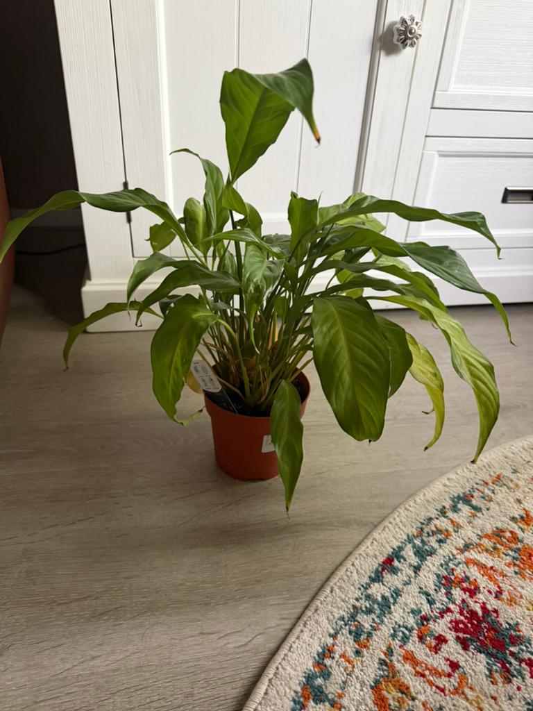 Planten, Vaste plant, Bloeit niet, Halfschaduw, Ophalen