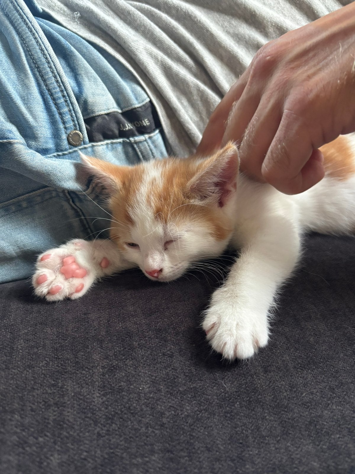 Twee lieve kitten broertjes., Kater