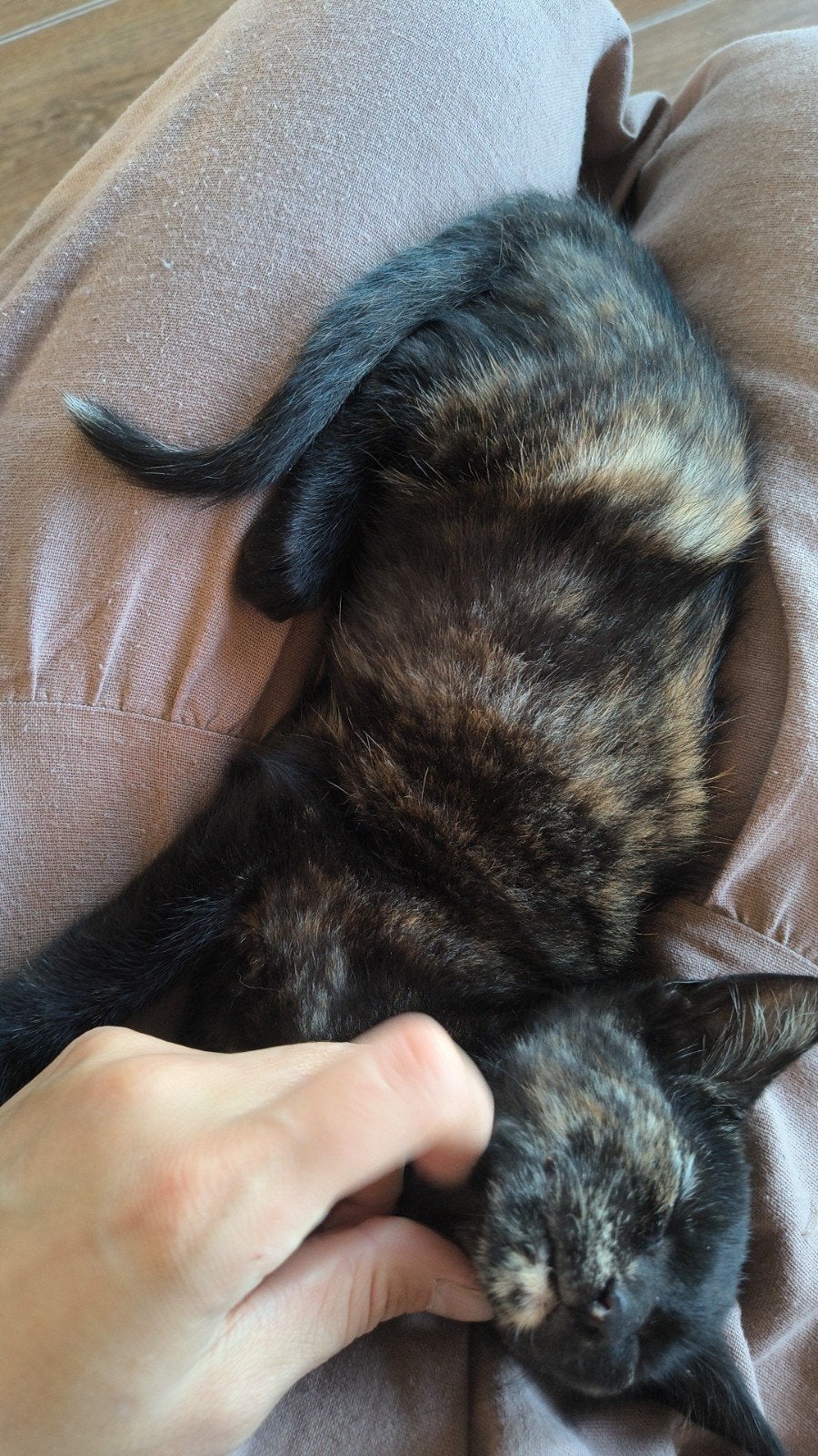 prachtig schildpadpoesje, Dieren en Toebehoren, Poes, Kortharig, 0 tot 2 jaar
