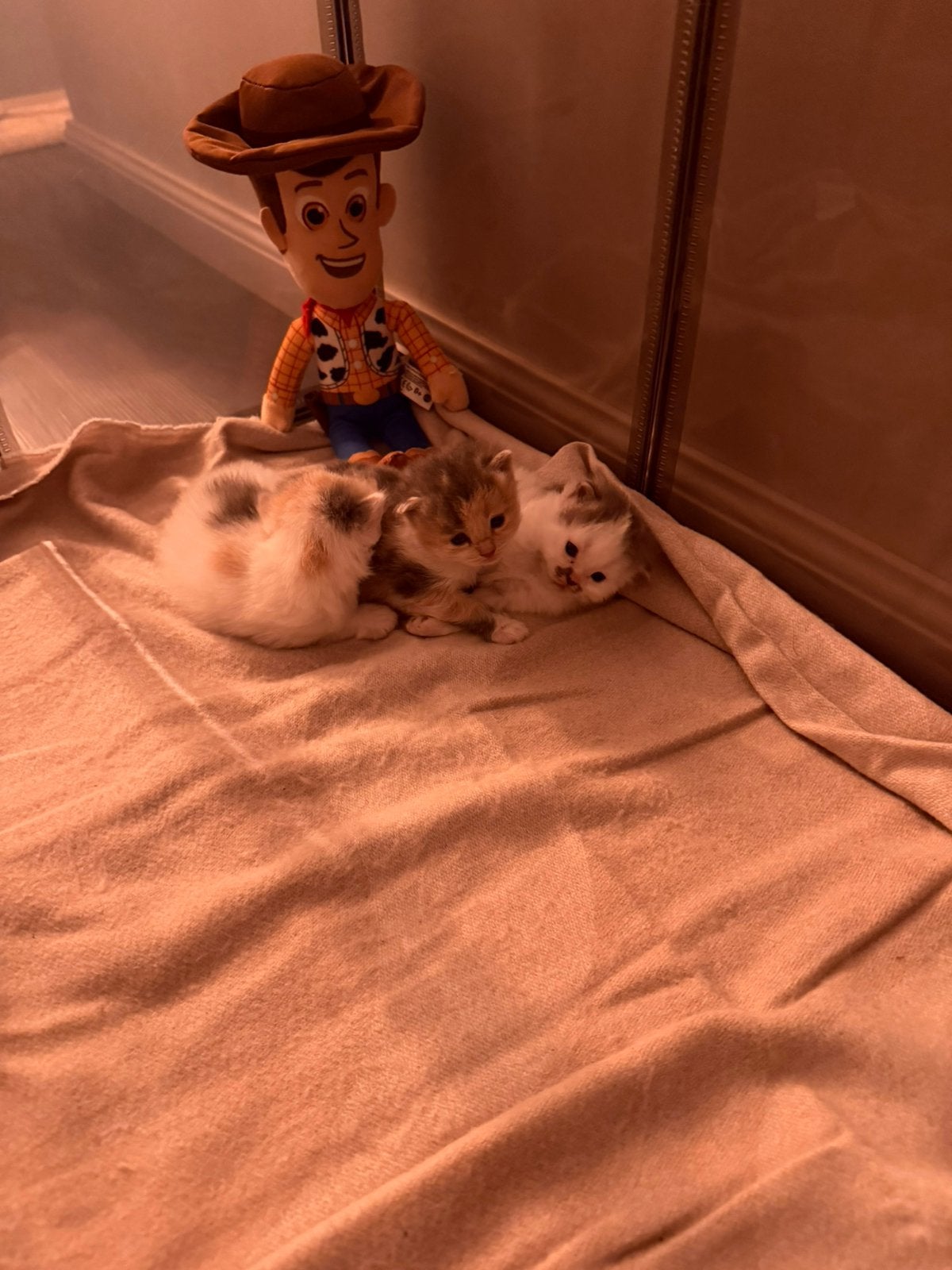 Britselanghaar kruising met Noorse boskat kittens, Dieren en Toebehoren, Meerdere dieren, Ontwormd