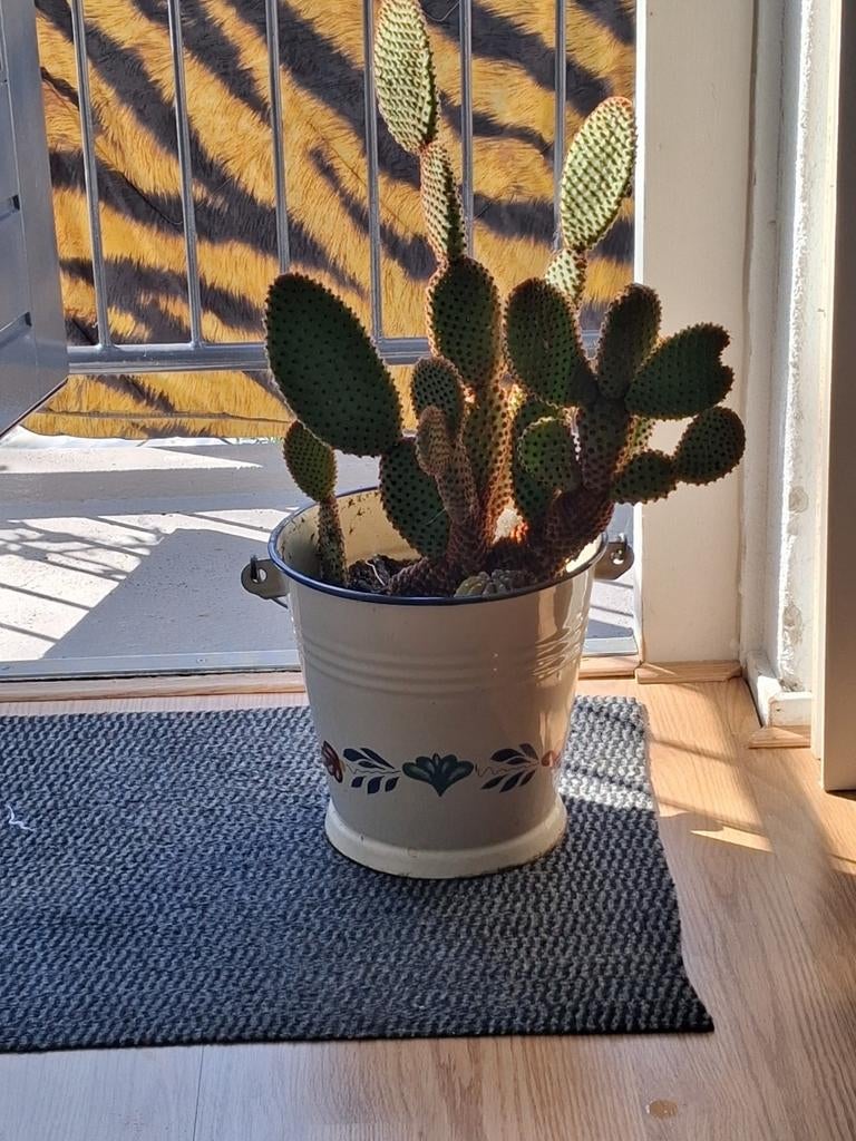 Cactus, Ophalen, Cactus, Volle zon, Minder dan 100 cm