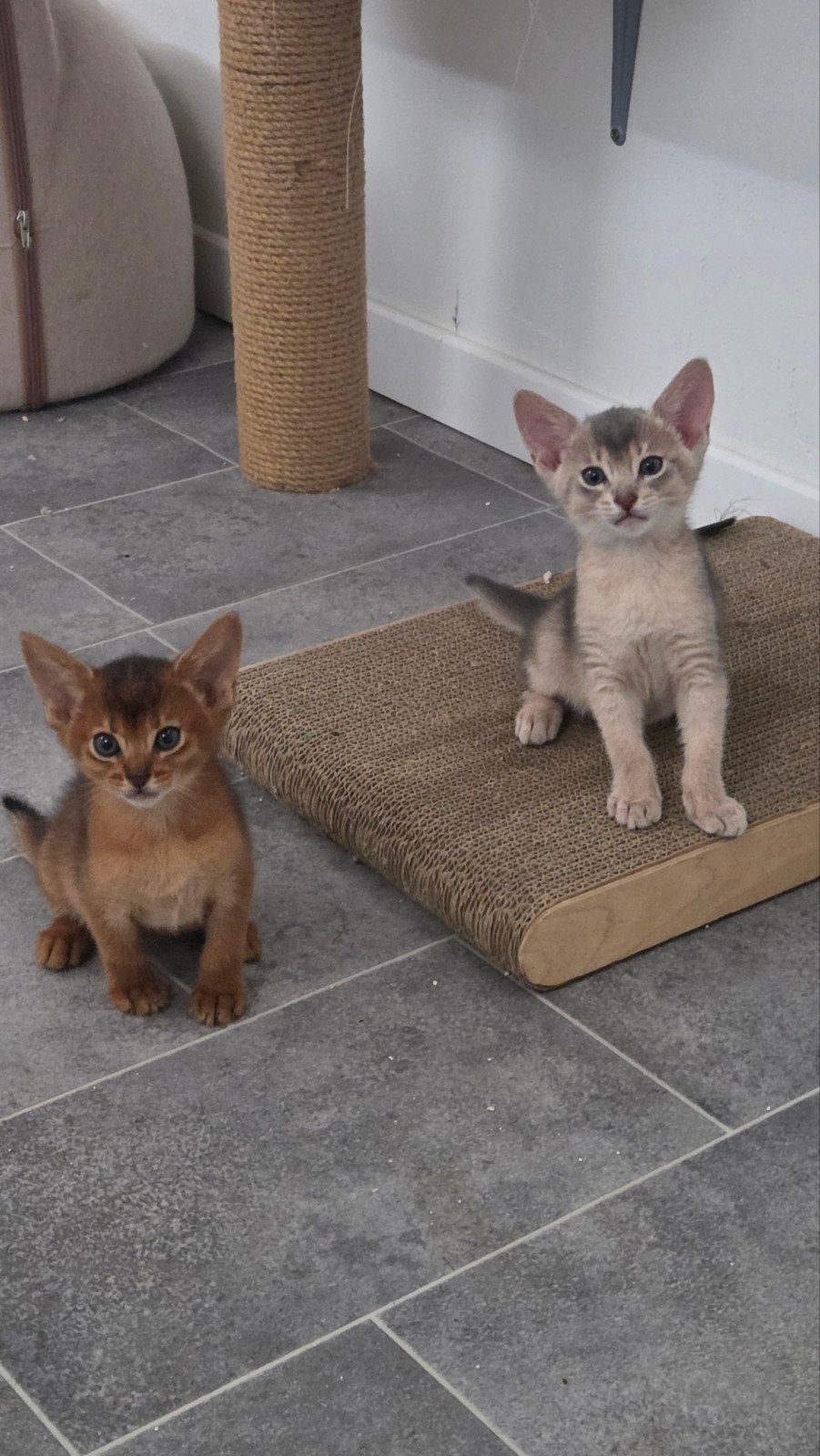 Abessijn kittens, Dieren en Toebehoren, Kater, Gechipt, 0 tot 2 jaar