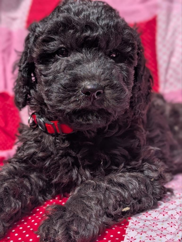 Type maltipoo pups ❤️ hypoallergeen!, Poedel, Parvo, 8 tot 15 weken, Meerdere