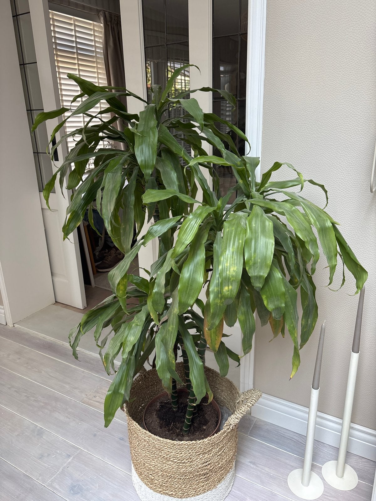 Grote Dracaena 'Janet Craig' - Leuk opknappertje, Ophalen, 100 tot 150 cm, Overige soorten, Halfschaduw