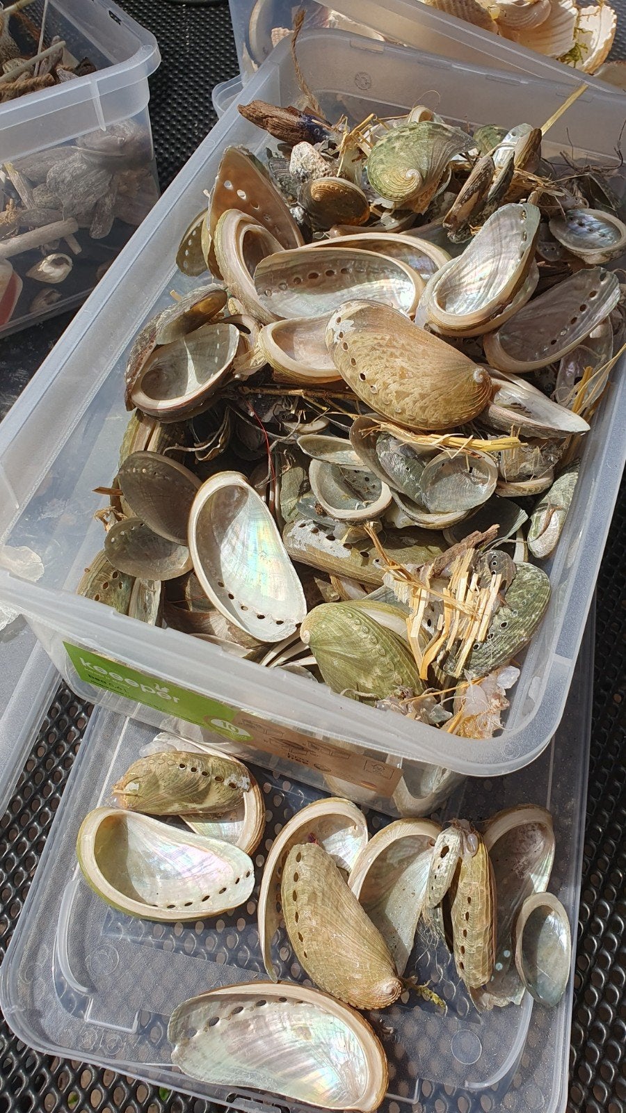 Diverse decoratieve natuurlijke materialen, Ophalen of Verzenden, Nieuw