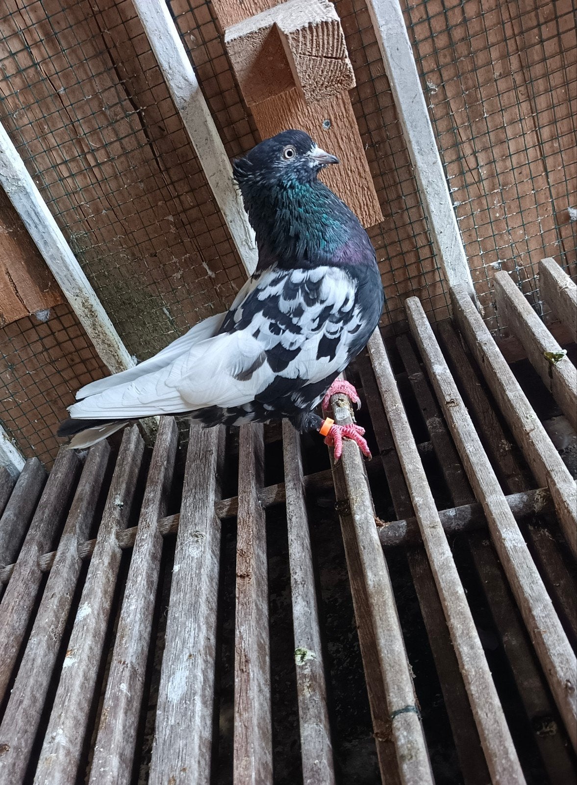 Iraanse duif, Dieren en Toebehoren, Vrouwelijk, Tuimelaar of Roller