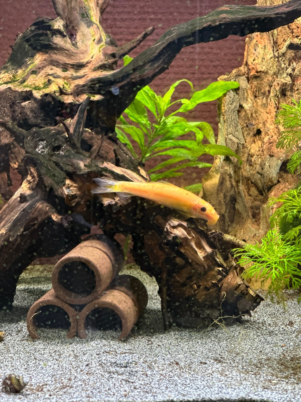 Siamese Algeneter Goud, Vis, Zoetwatervis
