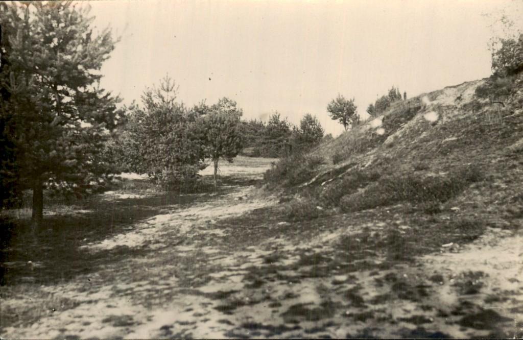 Duinlandschap - Dennen, Ophalen of Verzenden, 1940 tot 1960, Ongelopen, Noord-Brabant