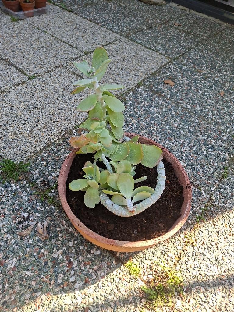 kamerplanten en potten mix&match, Ophalen, 200 cm of meer, Overige soorten, Halfschaduw