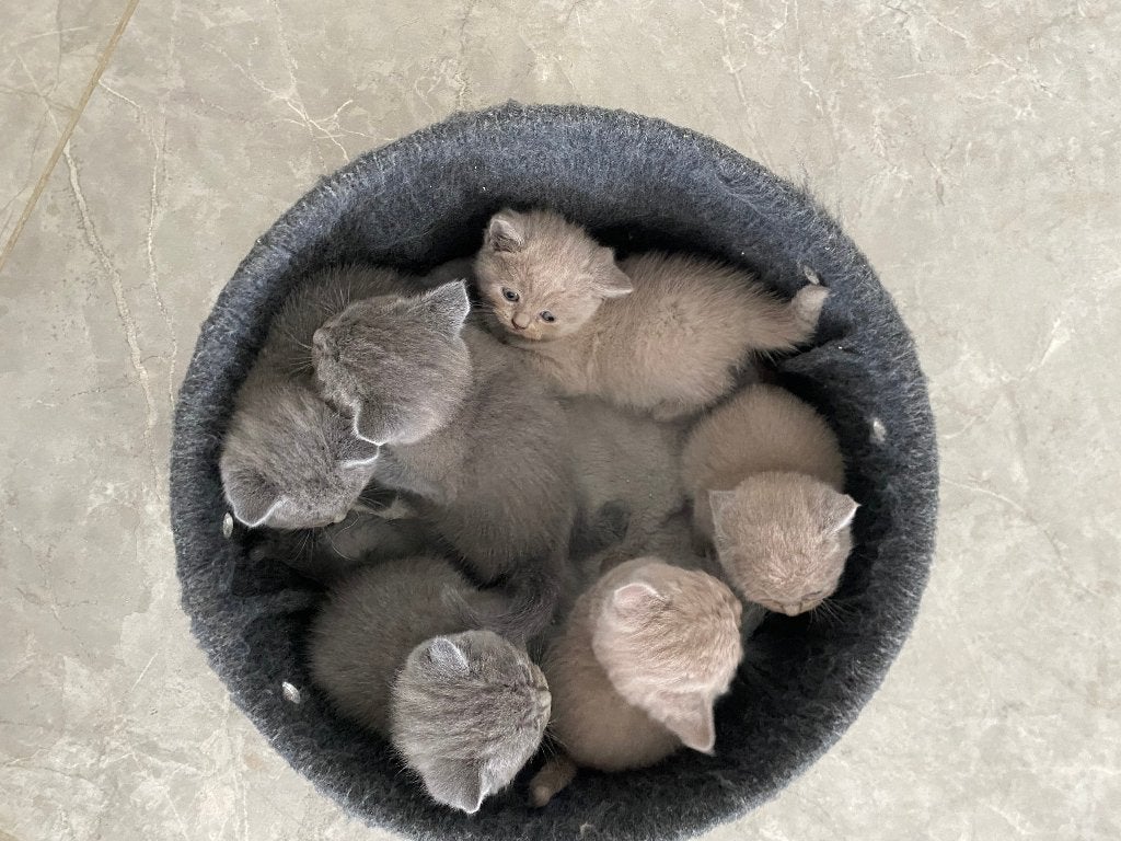 Britse korthaar kittens (raszuiver) met paspoort, Meerdere dieren, Gechipt, 0 tot 2 jaar