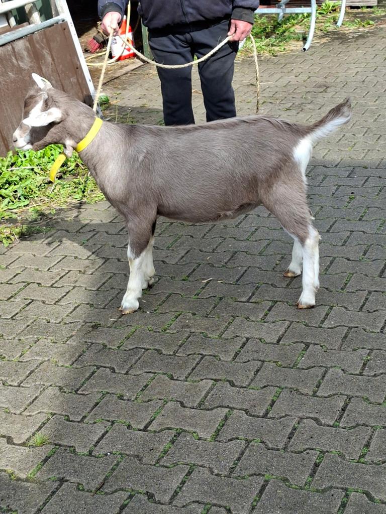 te koop toggenburger bok, Dieren en Toebehoren, Schapen, Geiten en Varkens, Mannelijk, Geit