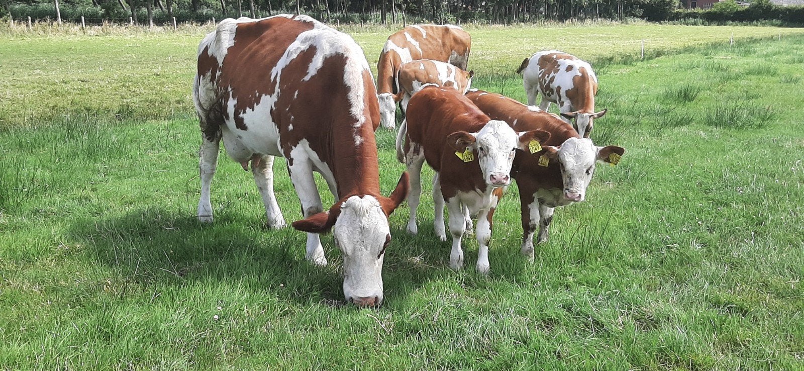 Zeven beste fleckvieh zoogstellen, Dieren en Toebehoren, Vrouwelijk