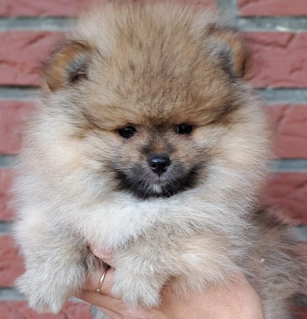 Pomeranian Spitz pups, HCC (leverziekte), 8 tot 15 weken, Buitenland, Meerdere