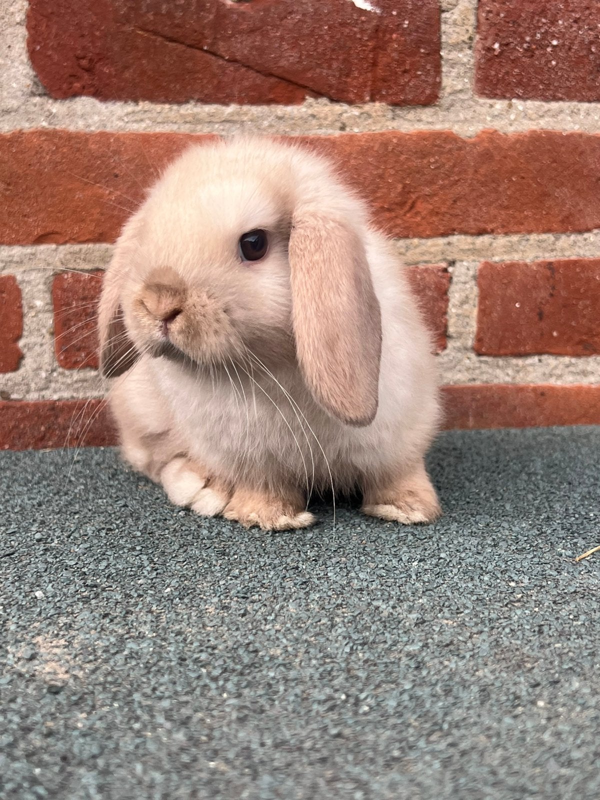 Lieve raszuivere jonge minilop konijnen, Meerdere dieren, Dwerg