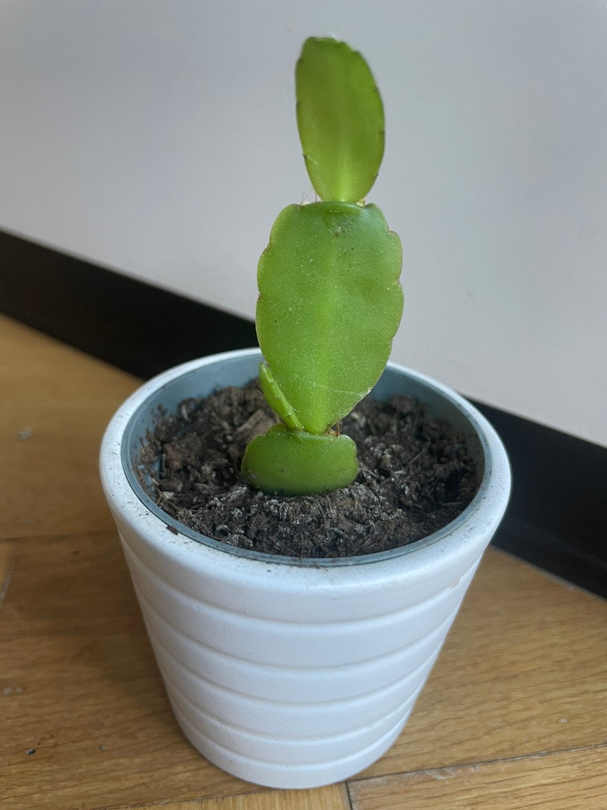 🌱 Stekjes paascactus wit bloeiend Rhipsalidopsis gaertneri, Ophalen, Halfschaduw, Cactus, Minder dan 100 cm