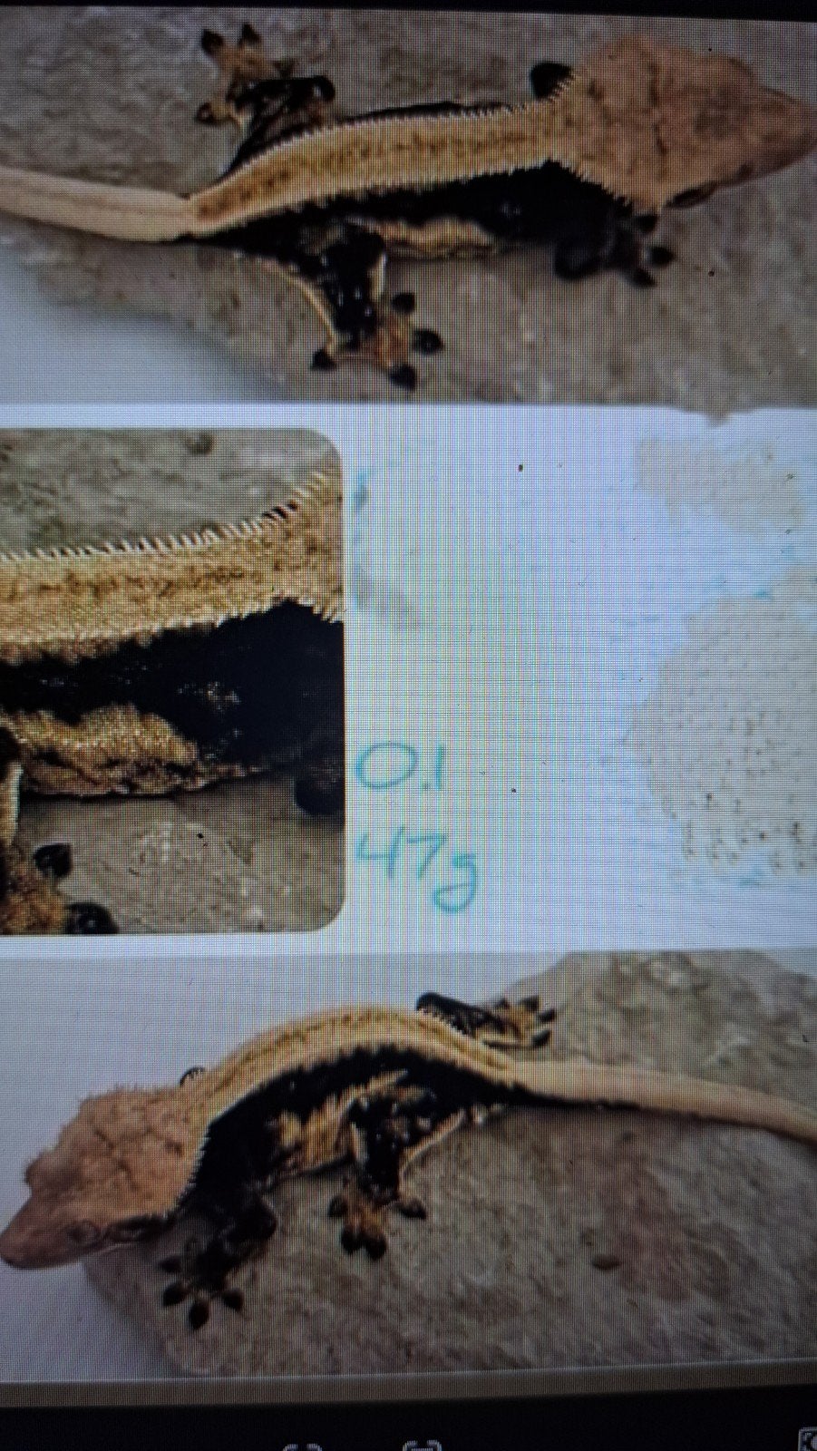 Wimpergekko vrouw. proven voor Houten, Hagedis, 0 tot 2 jaar