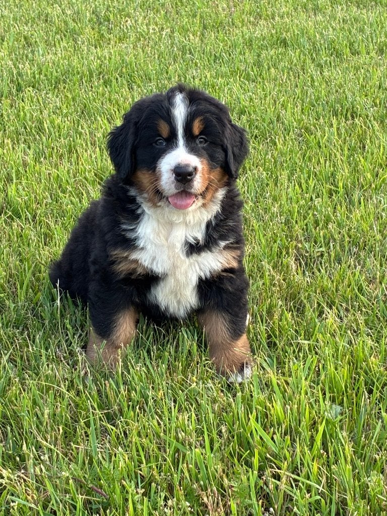 Berner Sennen reu te koop, Dieren en Toebehoren, België, Particulier, Overige rassen, 8 tot 15 weken